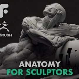 Fundamental Anatomy for Sculptors (Premium)