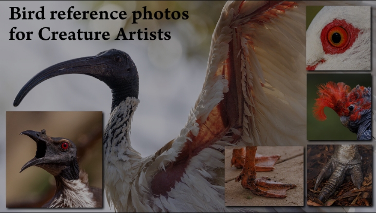 Artstation – David Simon – 1000+ Bird photos for Creature Artists