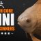 ZBrush Core Mini for Beginners (Premium)