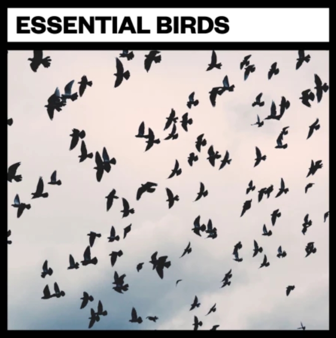 Big Room Sound Essential Birds [WAV]