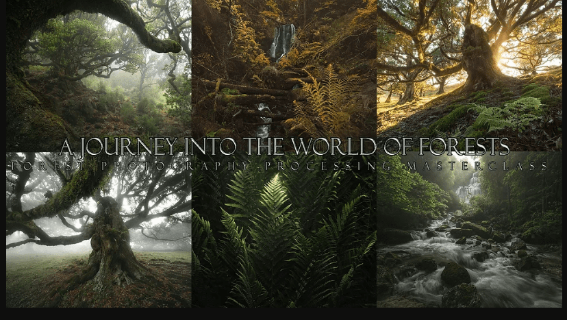 A Journey into the world of forests – Enrico Fossati