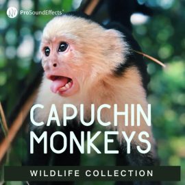Pro Sound Effects Wildlife Collection Capuchin Monkeys (Premium)